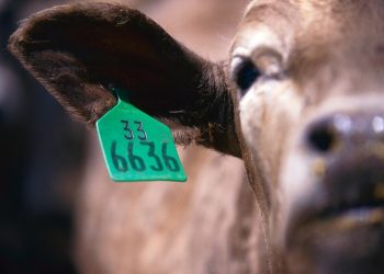 OPASNOST: Antibiotici u našoj hrani