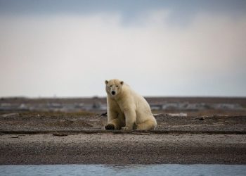 BEZ LEDA NEMA NI MEDA: Pomislite na polarne medvjede kad pričate o klimatskim promjenama