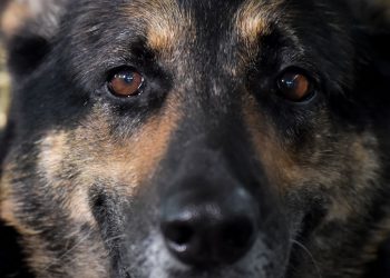 PSEĆA EMPATIJA Lassie je otišla po pomoć, ali da li bi to učinio i vaš pas?