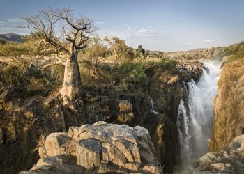PRAH I PEPEO: Nestaje sveto drveće Afrike