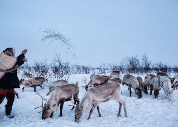 KO IH TUSPASI Kako su irvasi postali izvor sukoba u Norveškoj