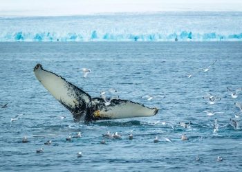 SMATRALI SVOJOM KULTUROM: Japan mora zaustaviti pokolj kitova