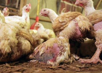 (VIDEO) FARME HORORA: Mračna strana uzgoja pilića za fast food