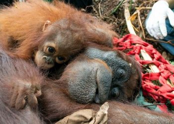 ORANGUTAN DOBIO LJUDSKA PRAVA: Ima pravo na slobodu i poštovanje
