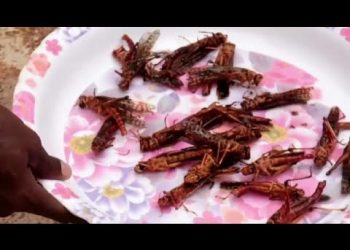 VIDEO: Velika najezda skakavaca u Somaliji