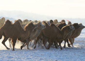 UBIT ĆE 10. 000 ŽEDNIH KAMILA One u Australiji predstavljaju rizik po stanovništvo i izvor vode