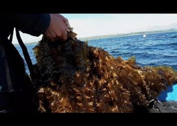 VIDEO Korištenje potencijala vodenih površina u proizvodnji biogoriva