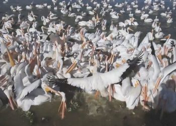 VIDEO Pelikani se vratili u Meksiko