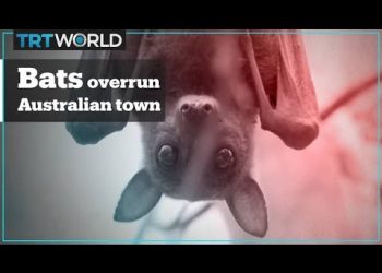 VIDEO Šišmiši okupirali australski grad