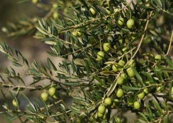 KONZUMIRAJTE MASLINOVO ULJE Umjesto maslaca ili margarina