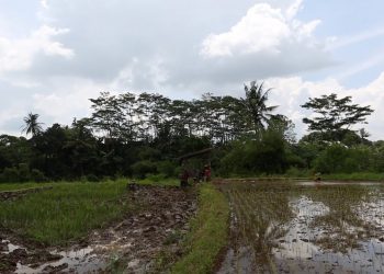 PROMIJENJENO VRIJEME SJETVE: Indonezijski poljoprivrednici se bore s klimatskim promjenama