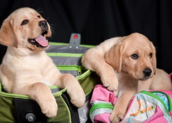 VESELO LEGLO: Maleni labrador retrieveri postali viralni hit