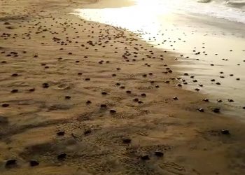 PACIFIČKA MASLINASTA ŽELVA: Više hiljada malenih morskih kornjača se izleglo na plažama sjeveroistočne Indije
