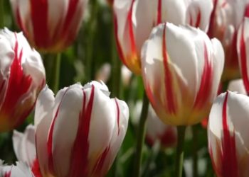 U KASNOM CVATU: Odmorimo se uz snimku nizozemskih tulipana