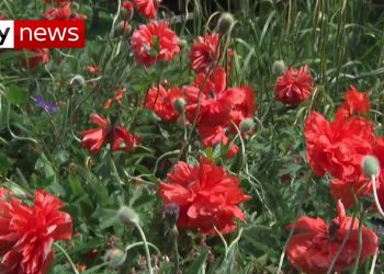 VELIKO SELO PUNO VRTOVA: Englesko  mjesto Pebworth ponosno na svoje vrtove