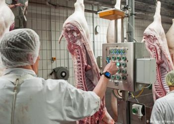 KAPITALISTIČKE SVINJARIJE: Evropska industrija mesa kao žarište korone