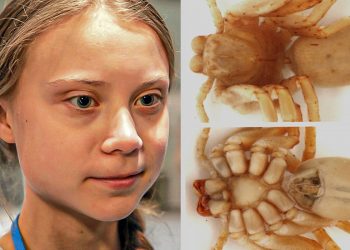 GRETA-PAUK? Novootkriveni madagaskarski pauk nazvan po Greti