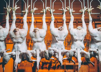 GMO : Vlada spremna otvoriti britanske tržnice kloriranoj piletini iz SAD
