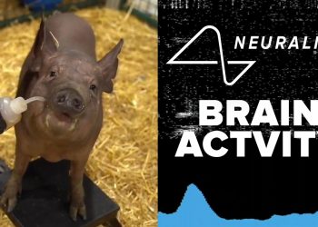 ‘TRI PRAŠČIĆA’: Muskov Neuralink ugradio čipove u mozak životinja