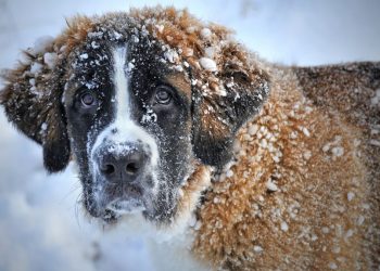 PLANINA, LAVINA, LAVEŽ: Psi lavežom spasili vlasnike zatrpane lavinom