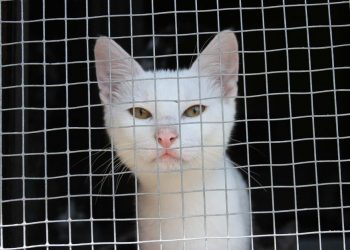 OTOK MAČAKA: Sklonište za životinje Tala Cats brine za čak 850 mačaka
