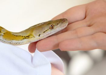 NIJE SAMO SENZACIJA: Spa centar u Kairu nudi zmijsku masažu za opuštanje