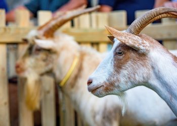 URBANA FARMA: Koze na gradskoj farmi brste odbačene božićne jelke