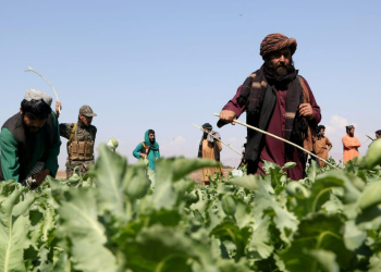 SASJEKLI ZLO U KORIJENU: Afganistan je izveo “najuspješniji napor u borbi protiv narkotika u ljudskoj historiji”