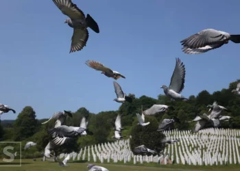 MEMORIJALNI LET GOLUBOVA: U Potočarima pušteno blizu 320 golubova mira