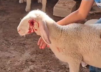 VIDEO 18+: IZRAELSKI OKRUPATORI KOPAJU OČI JANJADIMA I UBIJAJU IH:  Takav cionistički režim podržavaju KAKO Dodikovi tako i Čovićevi mediji